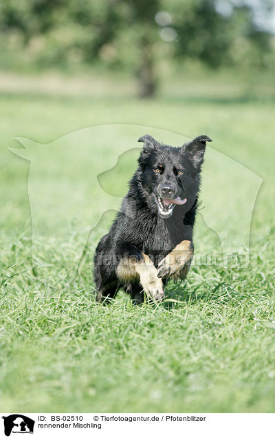 rennender Mischling / running mongrel / BS-02510