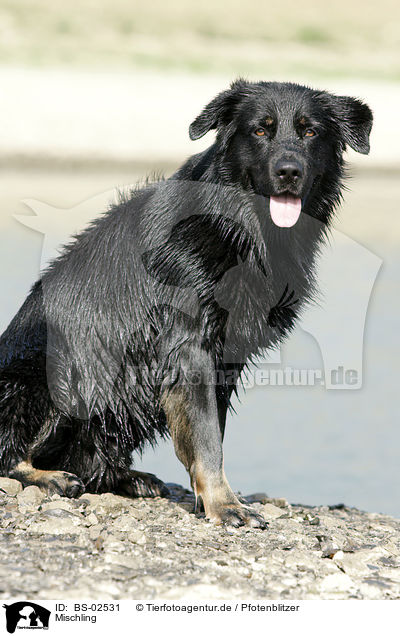 Mischling / mongrel / BS-02531