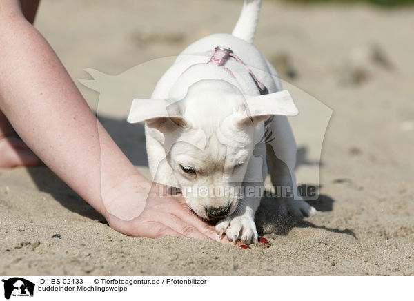 buddelnder Mischlingswelpe / digging mongrel puppy / BS-02433