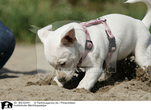 buddelnder Mischlingswelpe / digging mongrel puppy / BS-02441