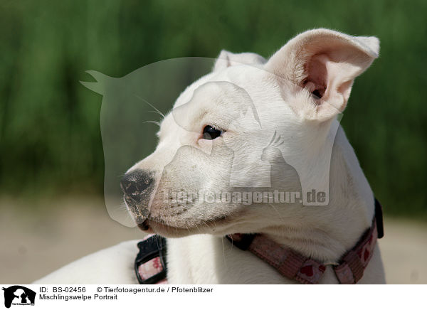 Mischlingswelpe Portrait / mongrel puppy portrait / BS-02456