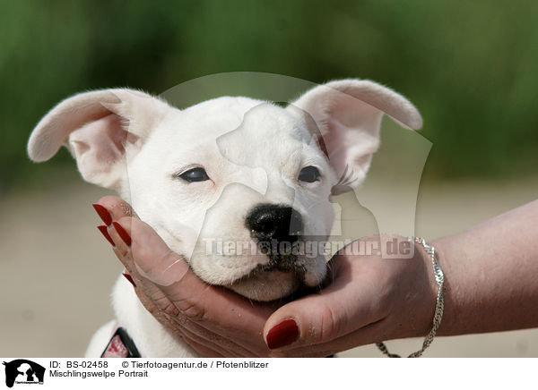 Mischlingswelpe Portrait / mongrel puppy portrait / BS-02458