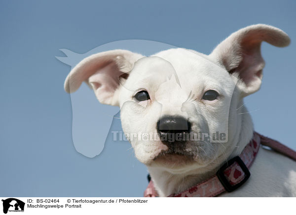 Mischlingswelpe Portrait / mongrel puppy portrait / BS-02464