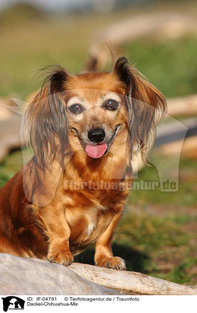 Dackel-Chihuahua-Mix / Teckel-Chihuahua mongrel / IF-04791