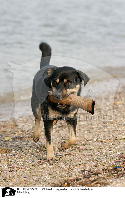 Mischling / mongrel / BS-02570