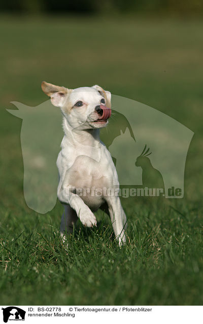 rennender Mischling / running mongrel / BS-02778