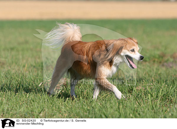 rennender Mischling / running mongrel / SG-02420