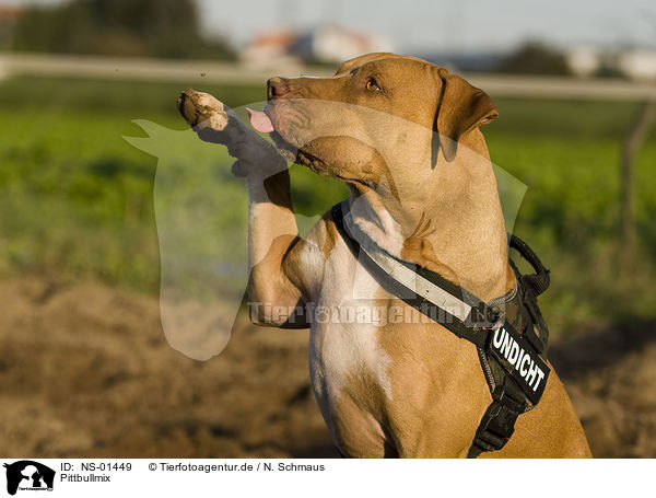 Pittbullmix / NS-01449