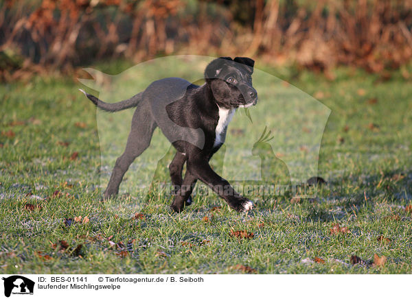 laufender Mischlingswelpe / walking mongrel puppy / BES-01141