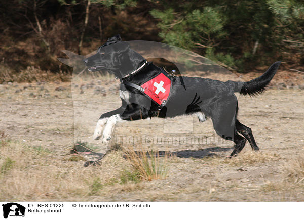 Rettungshund / rescue dog / BES-01225