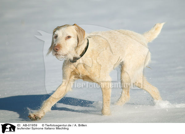 laufender Spinone Italiano Mischling / running mongrel / AB-01959