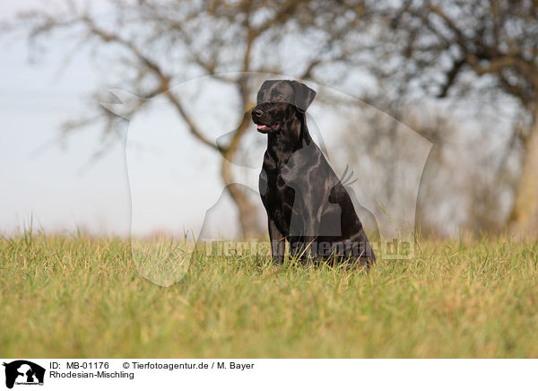 Rhodesian-Mischling / mongrel / MB-01176