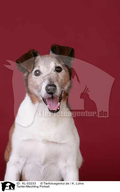 Terrier-Mischling Portrait / KL-03233