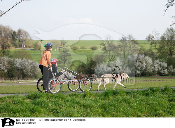 Dogcart fahren / driving a Dogcart / YJ-01489