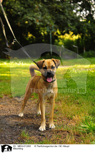 Mischling / mongrel / MEH-01269