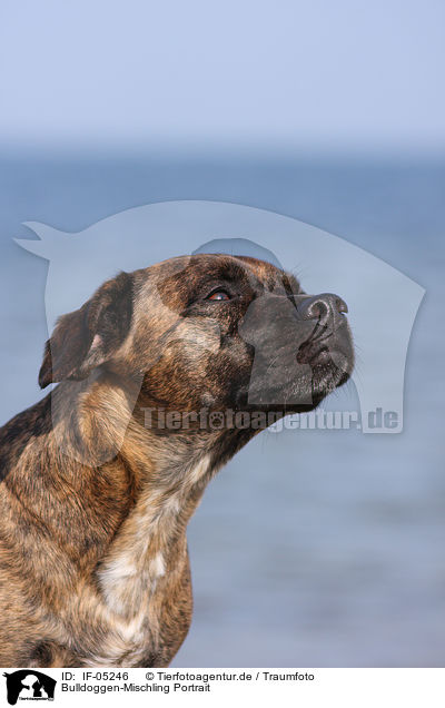 Bulldoggen-Mischling Portrait / mongrel portrait / IF-05246