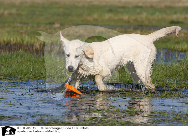 spielender Labrador-Mischling / playing mongrel / IF-05312