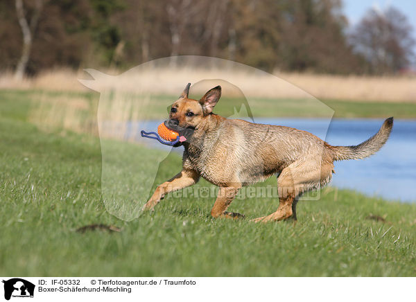 Boxer-Schferhund-Mischling / IF-05332