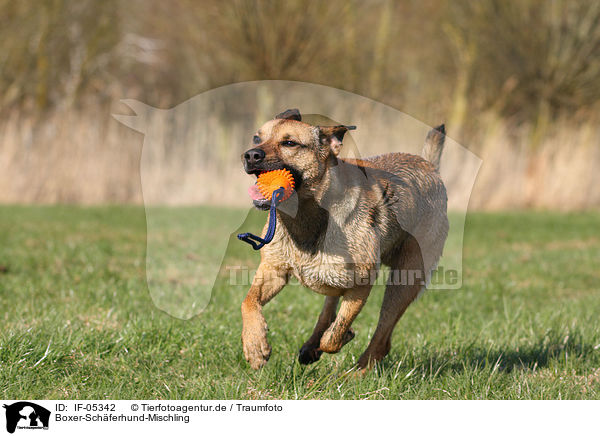 Boxer-Schferhund-Mischling / Boxer-German-Shepherd-mongrel / IF-05342