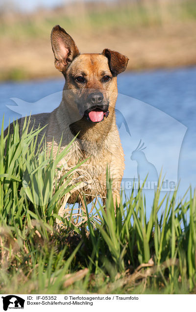 Boxer-Schferhund-Mischling / Boxer-German-Shepherd-mongrel / IF-05352