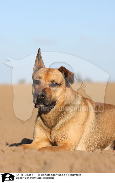 Boxer-Schferhund-Mischling / Boxer-German-Shepherd-mongrel / IF-05357