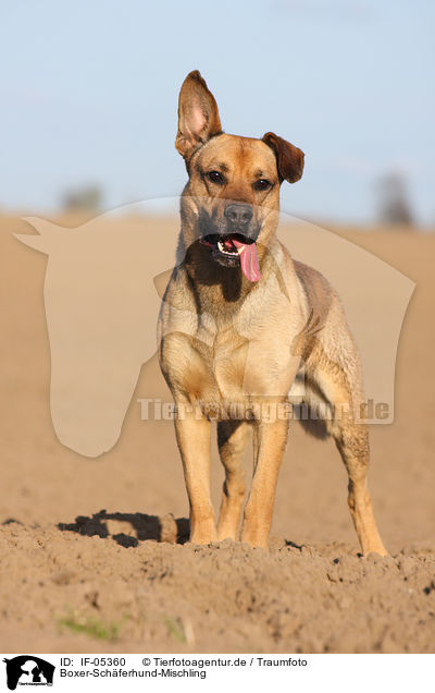 Boxer-Schferhund-Mischling / Boxer-German-Shepherd-mongrel / IF-05360