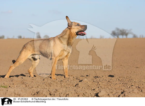 Boxer-Schferhund-Mischling / Boxer-German-Shepherd-mongrel / IF-05362