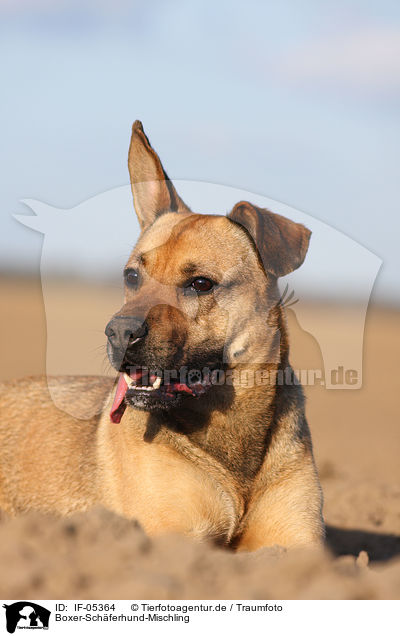 Boxer-Schferhund-Mischling / Boxer-German-Shepherd-mongrel / IF-05364