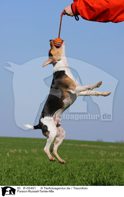 Parson-Russell-Terrier-Mix / IF-05461