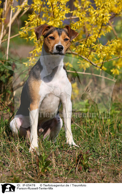 Parson-Russell-Terrier-Mix / Parson-Russell-Terrier-mongrel / IF-05478