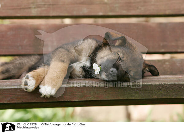 Mischlingswelpe / mongrel puppy / KL-03528