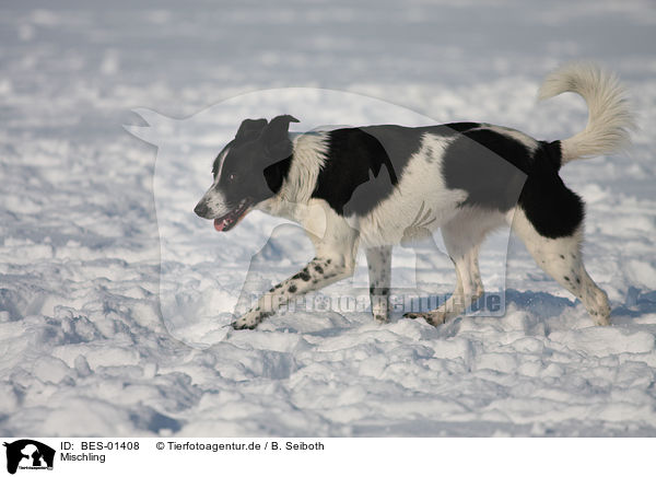 Mischling / mongrel / BES-01408