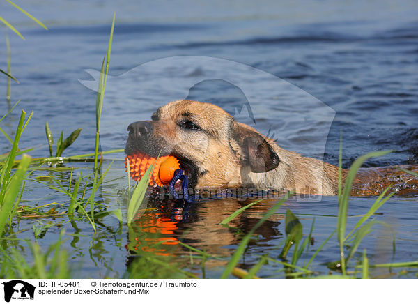 spielender Boxer-Schferhund-Mix / playing mongrel / IF-05481