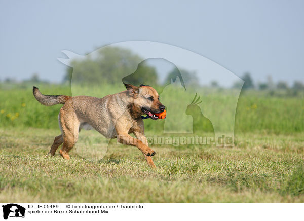 spielender Boxer-Schferhund-Mix / playing mongrel / IF-05489