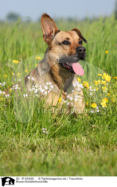 Boxer-Schferhund-Mix / mongrel / IF-05495