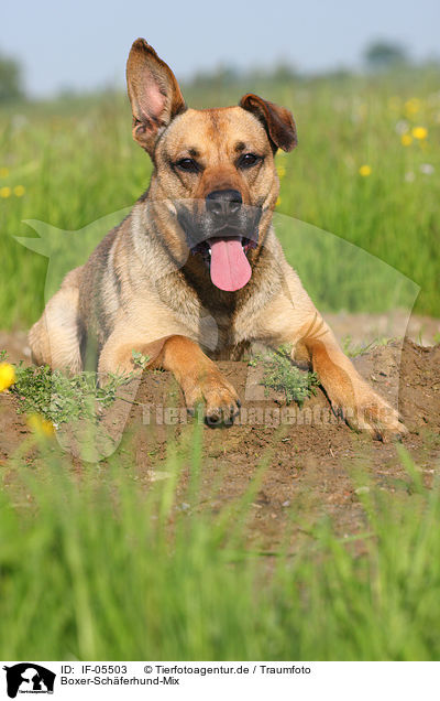 Boxer-Schferhund-Mix / mongrel / IF-05503