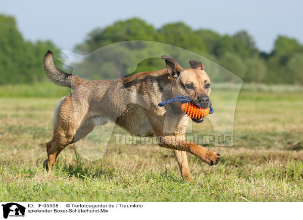 spielender Boxer-Schferhund-Mix / playing mongrel / IF-05508