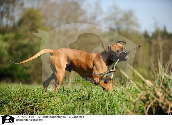 spielender Boxer-Mix / playing mongrel / YJ-01545