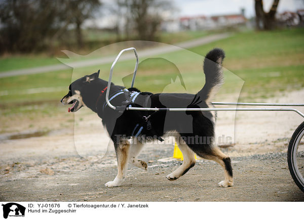 Hund im Zuggeschirr / dog / YJ-01676