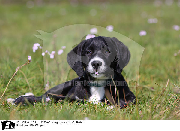 Retriever-Mix Welpe / CR-01451