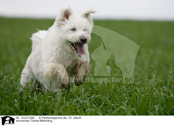 rennender Terrier-Mischling / running mongrel / DJ-01256