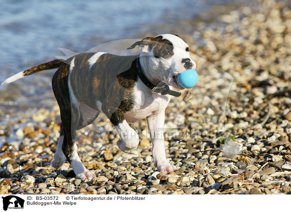 Bulldoggen-Mix Welpe / mongrel puppy / BS-03572