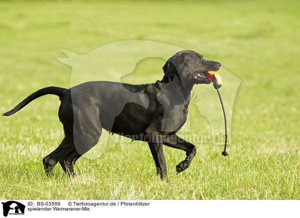 spielender Weimaraner-Mix / playing mongrel / BS-03589