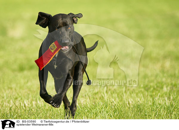 spielender Weimaraner-Mix / playing mongrel / BS-03590