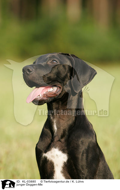 junger Doggen-Mix / young mongrel / KL-03880