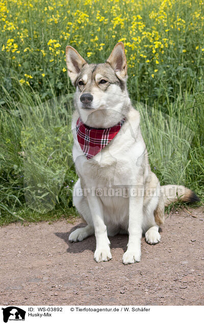 Husky-Mix / mongrel / WS-03892