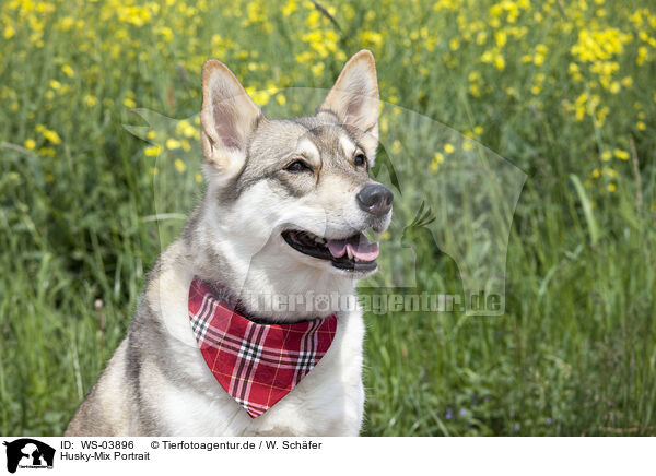 Husky-Mix Portrait / mongrel portrait / WS-03896