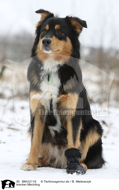 kranker Mischling / ill mongrel / BM-02116