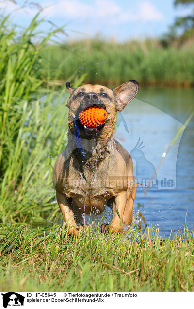 spielender Boxer-Schferhund-Mix / playing mongrel / IF-05645