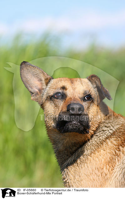 Boxer-Schferhund-Mix Portrait / mongrel portrait / IF-05660